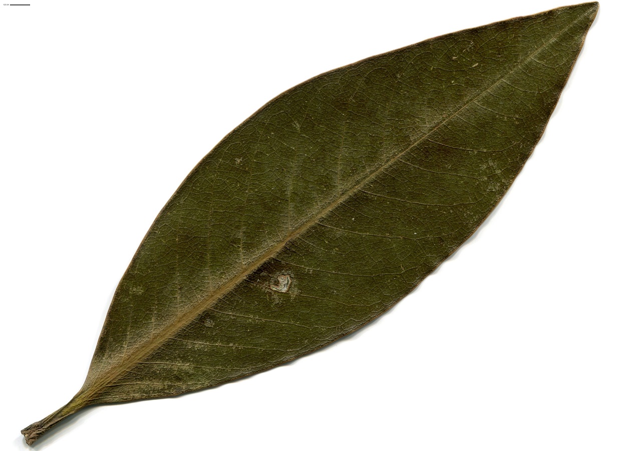 Magnolia grandiflora (Magnoliaceae)